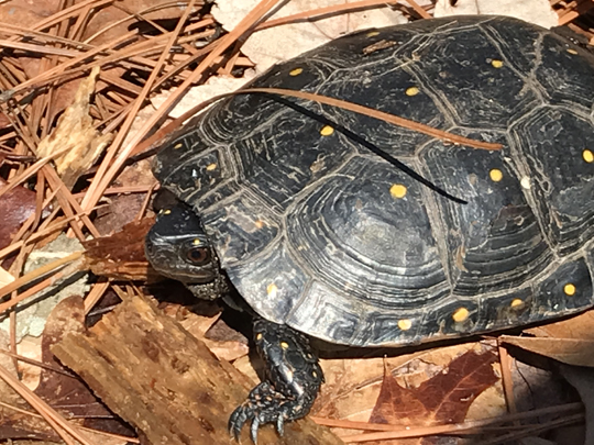 a special turtle